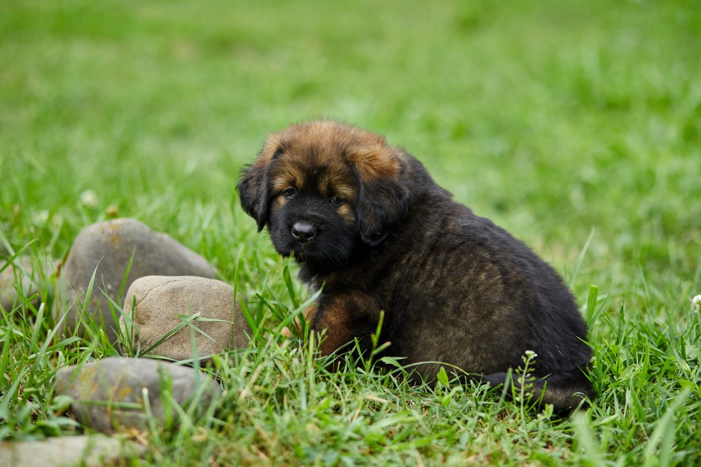 Cute Newfoundland puppy in grass.