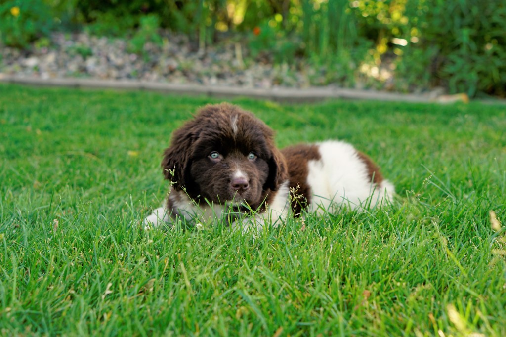Newfoundland puppy on grass.