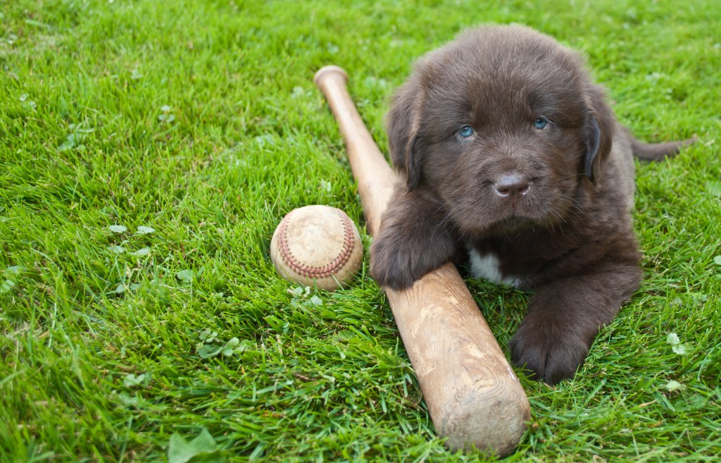 Newfoundland puppy laying in the grass outdoors with a baseball bat and ball.
