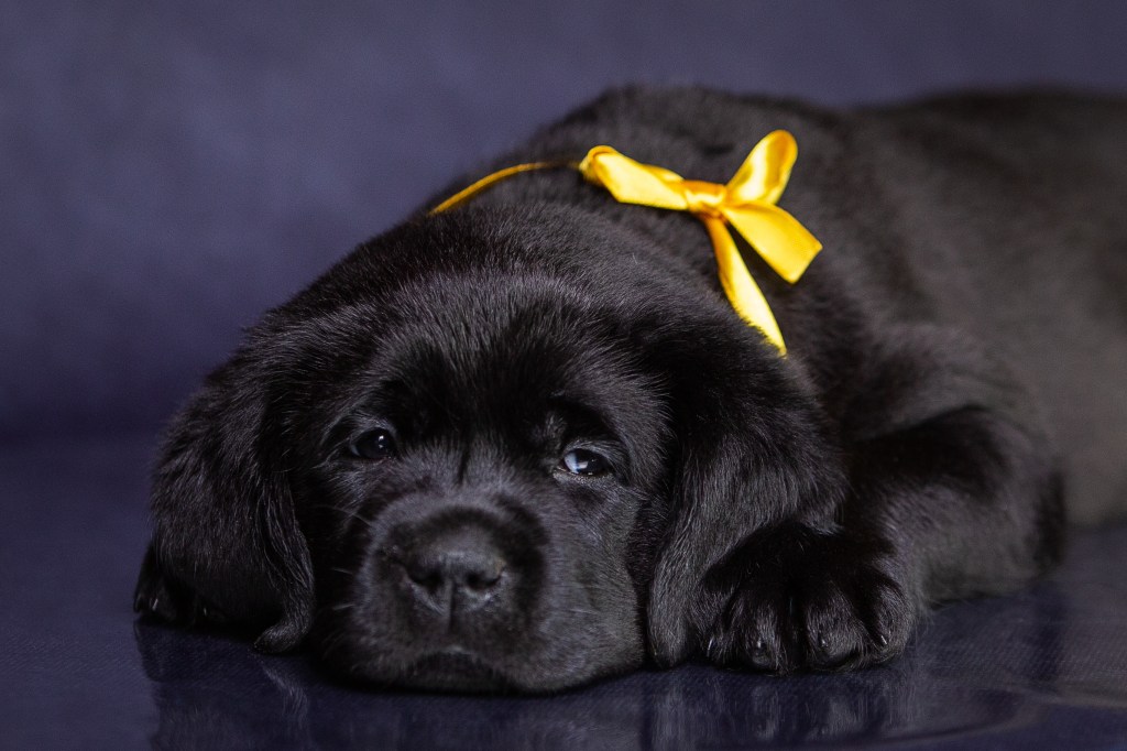 Portrait of a Newfoundland puppy in the studio on a blue background.
