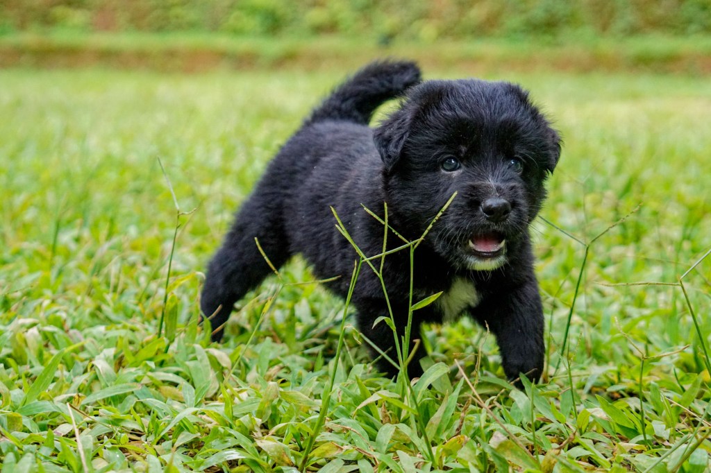 A closeup of a black Newfoundland puppy in grass.