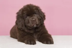 Cute brown Newfoundland dog puppy looking at the camera lying down on a pink background.