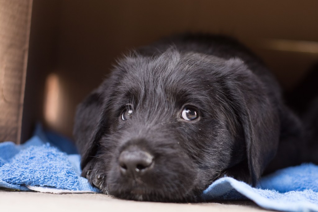 A portrait of a cute Newfoundland dog with curious eyes laying down on a blue towel.