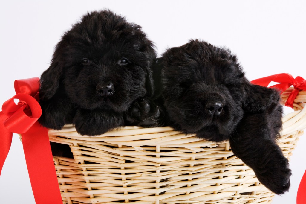 Newfoundland puppies in basket.