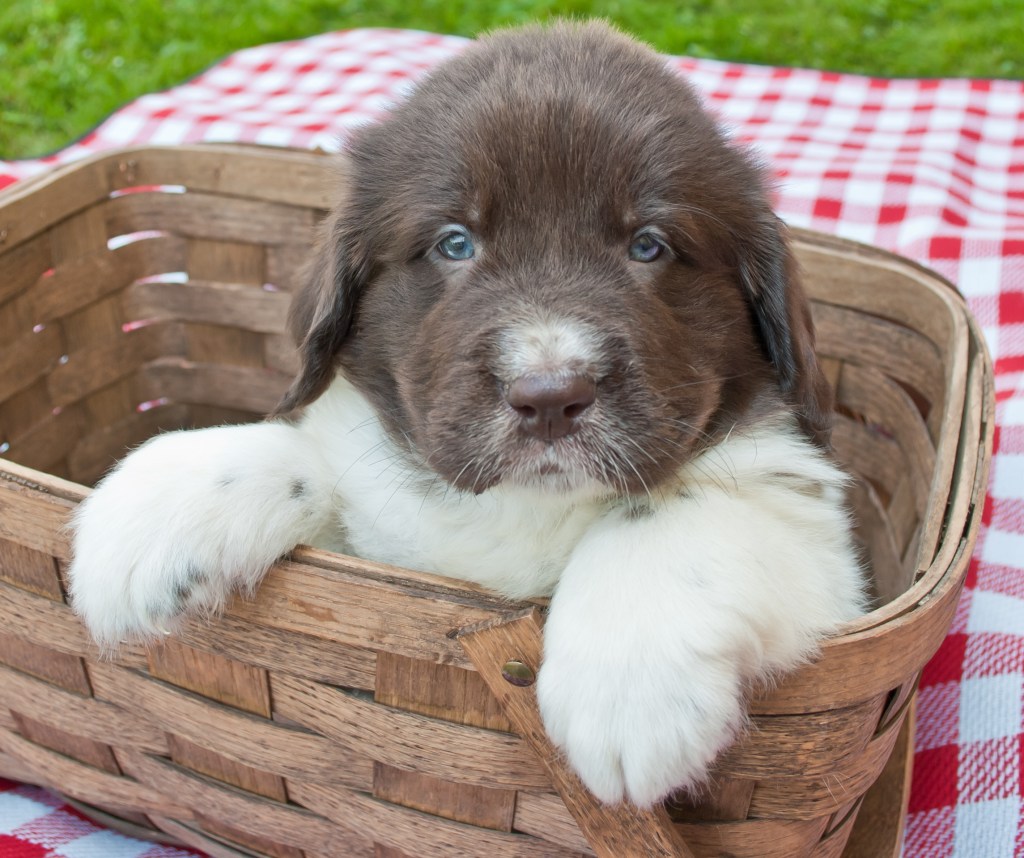 Five week old Newfoundland puppy sitting in a picnic basket outdoors.