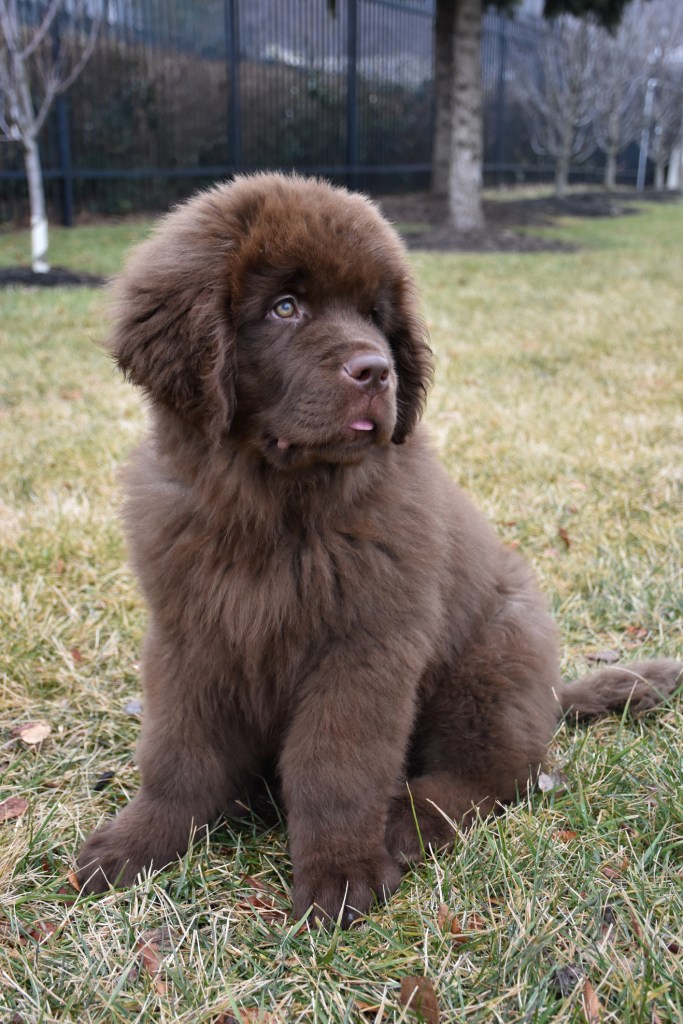 Adorable chocolate brown Newfoundland puppy.