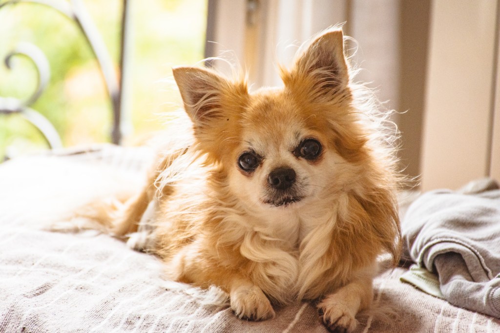 Portrait of Chihuahua dog at home, one of the chillest, calmest dog breeds.