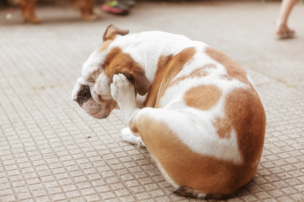 Chiot bouledogue anglais se grattant, nécessitant une prescription Apoquel.