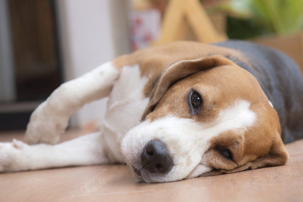 Beagle dog laying on the floor, suffering from Chronic Kidney Disease (CKD).