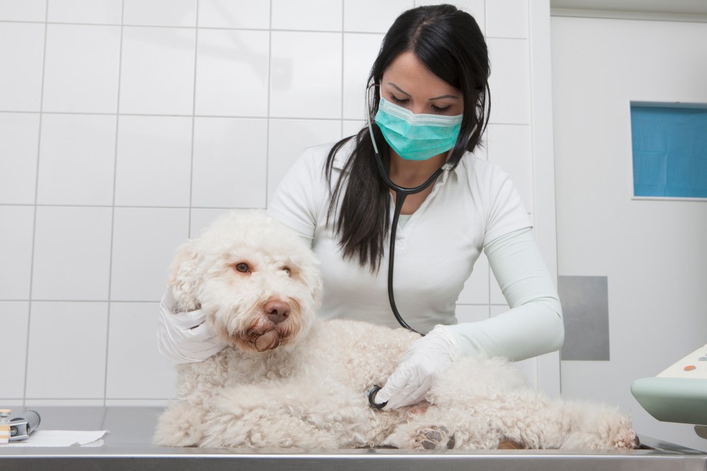 Jeune vétérinaire examinant un chien souffrant d'une maladie rénale chronique (MRC) à l'aide d'un stéthoscope dans une clinique.