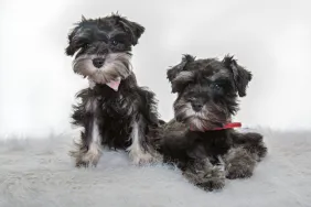 Two Miniature Schnauzer puppies looking at the camera on a white backdrop.