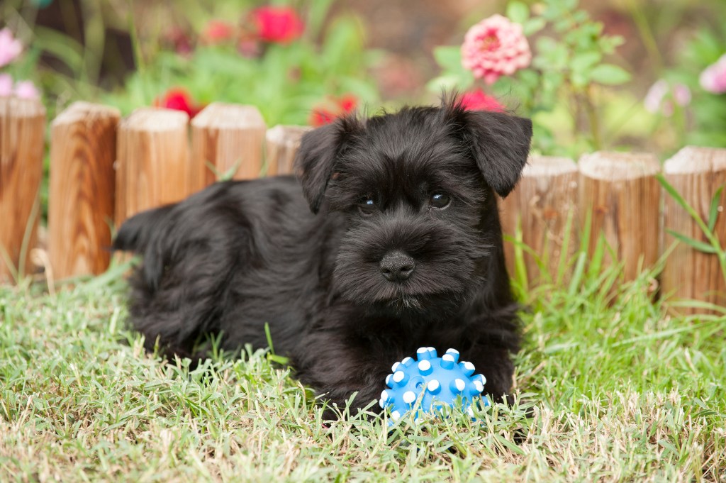 Miniature Schnauzer puppy sitting on the lawn.