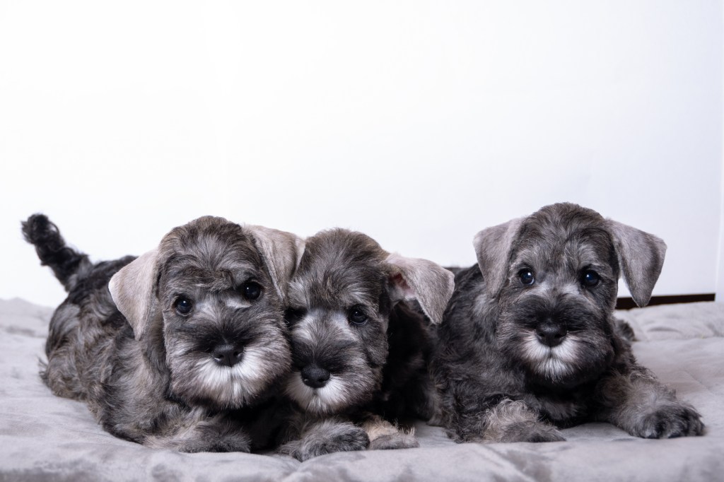Three small black bearded Schnauzer puppies lying next to each other.