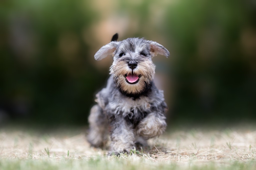Miniature Schnauzer puppy playing outdoors.