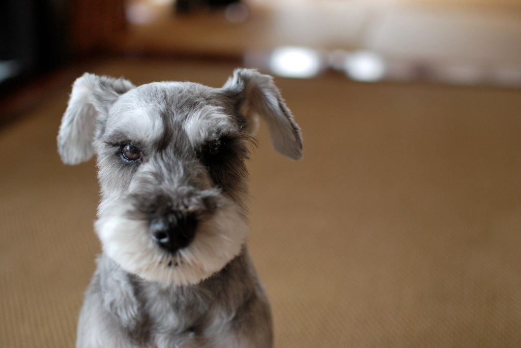 Schnauzer puppy looking at camera.