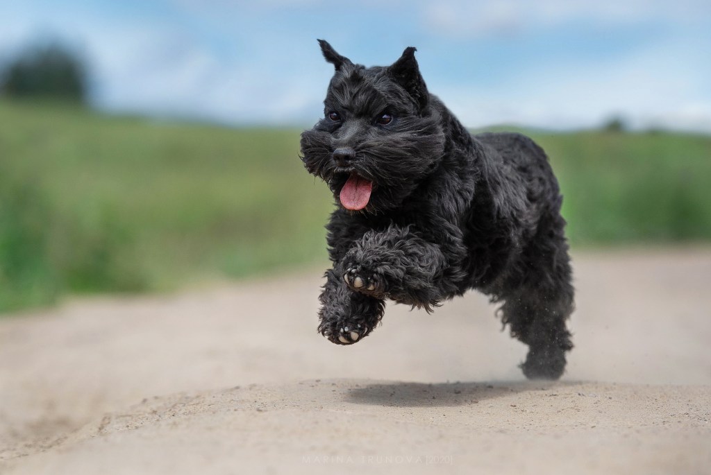 Close-up of black Schnauzer running on sand on dirt road.