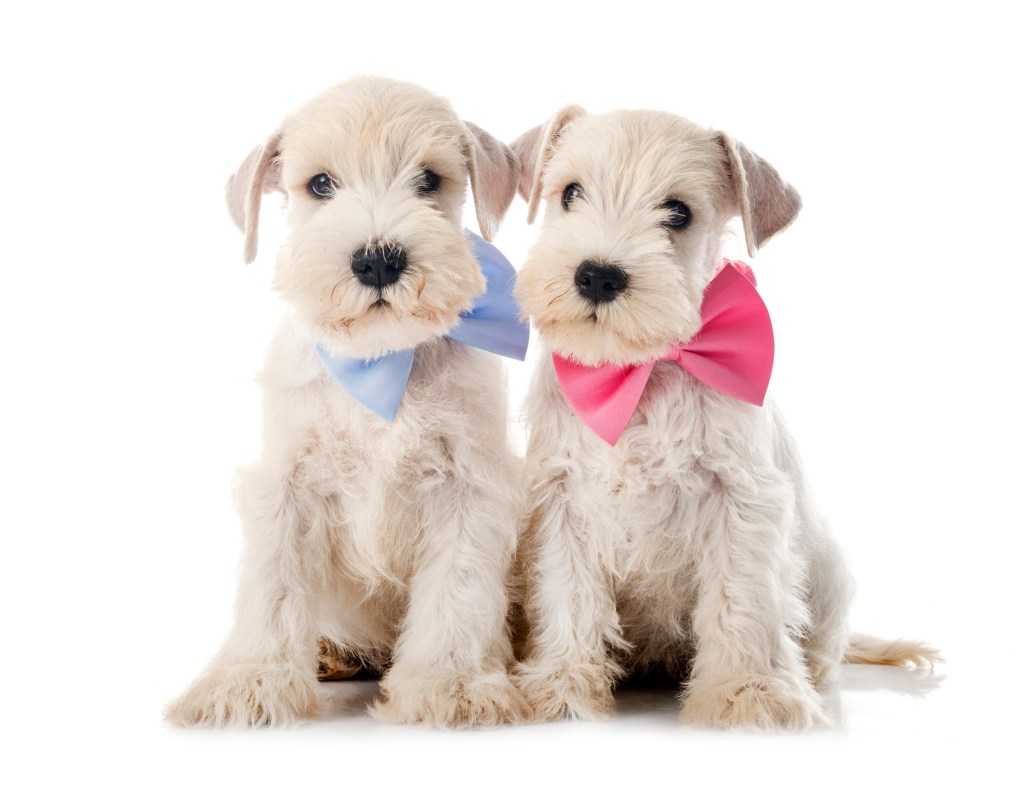 Miniature Schnauzer puppies in front of white background.
