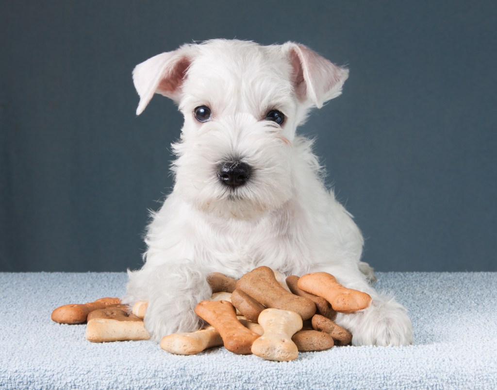 Little white Schnauzer puppy with dog biscuits bones.