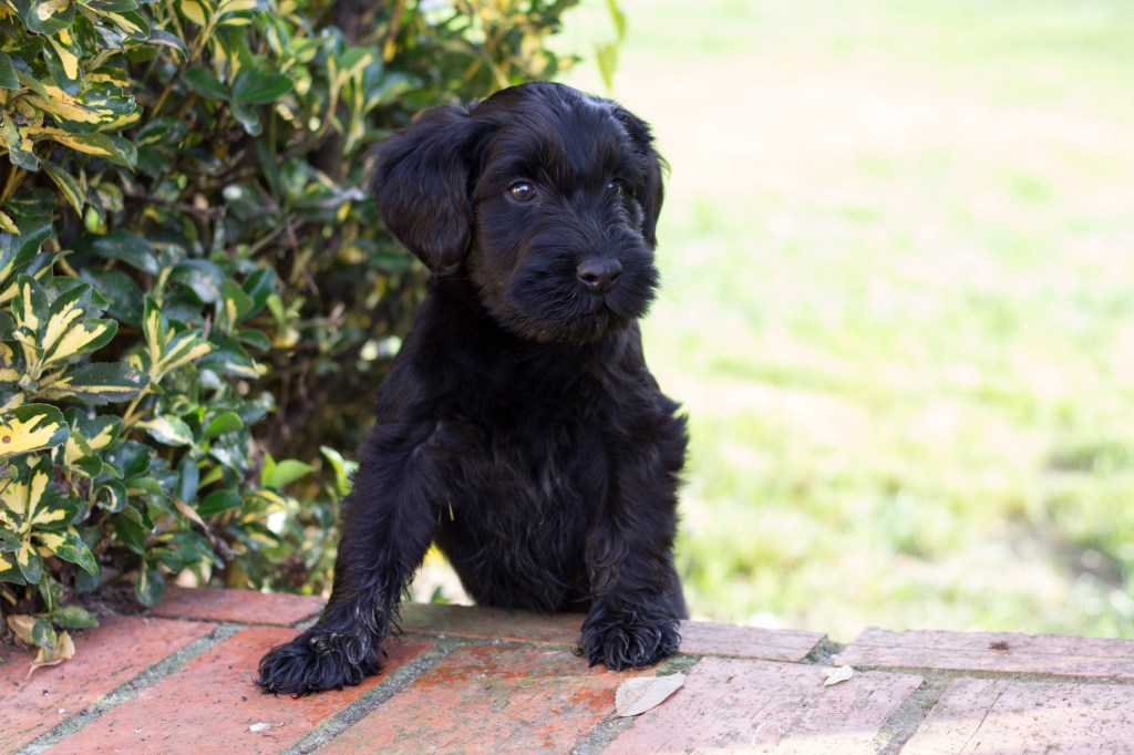 Black Schnauzer puppy outdoors.
