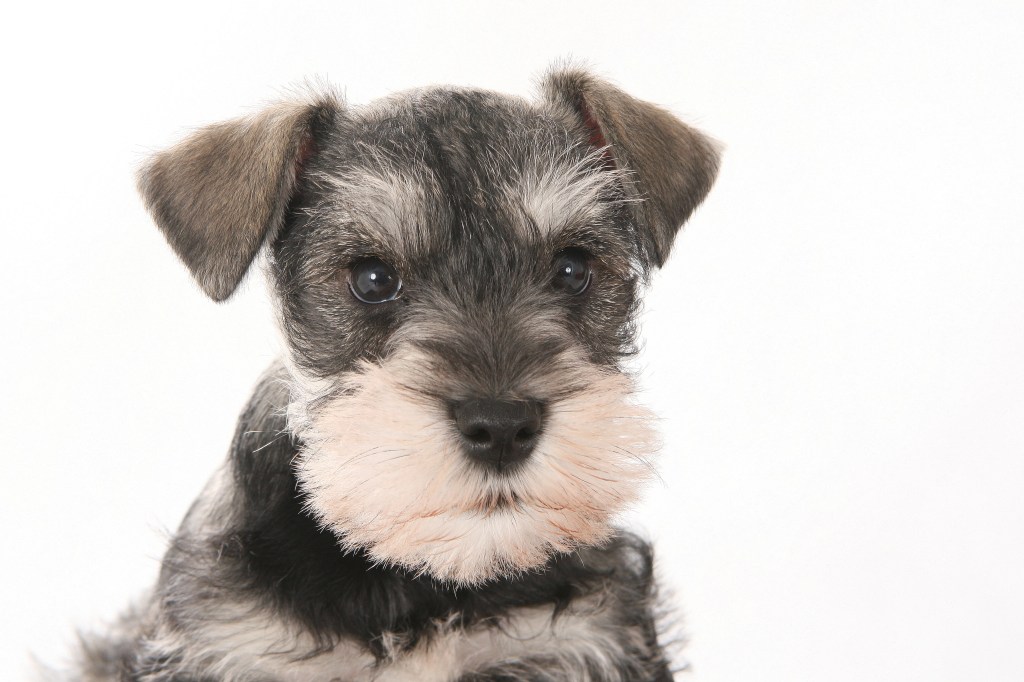 Portrait of Schnauzer puppy in studio.