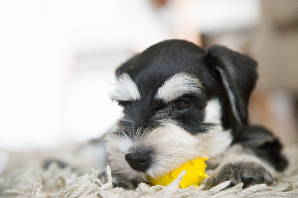 Miniature Schnauzer puppy.