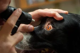 Vet checking dog with retinal dysplasia.