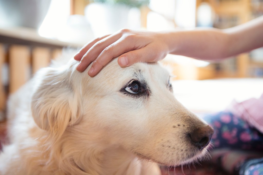 Main caressant la tête d'un chien atteint de dysplasie rétinienne.