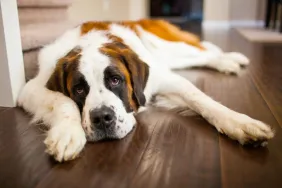 A dog suffering from Portosystemic Shunt (PSS) lying on a hardwood floor indoors.