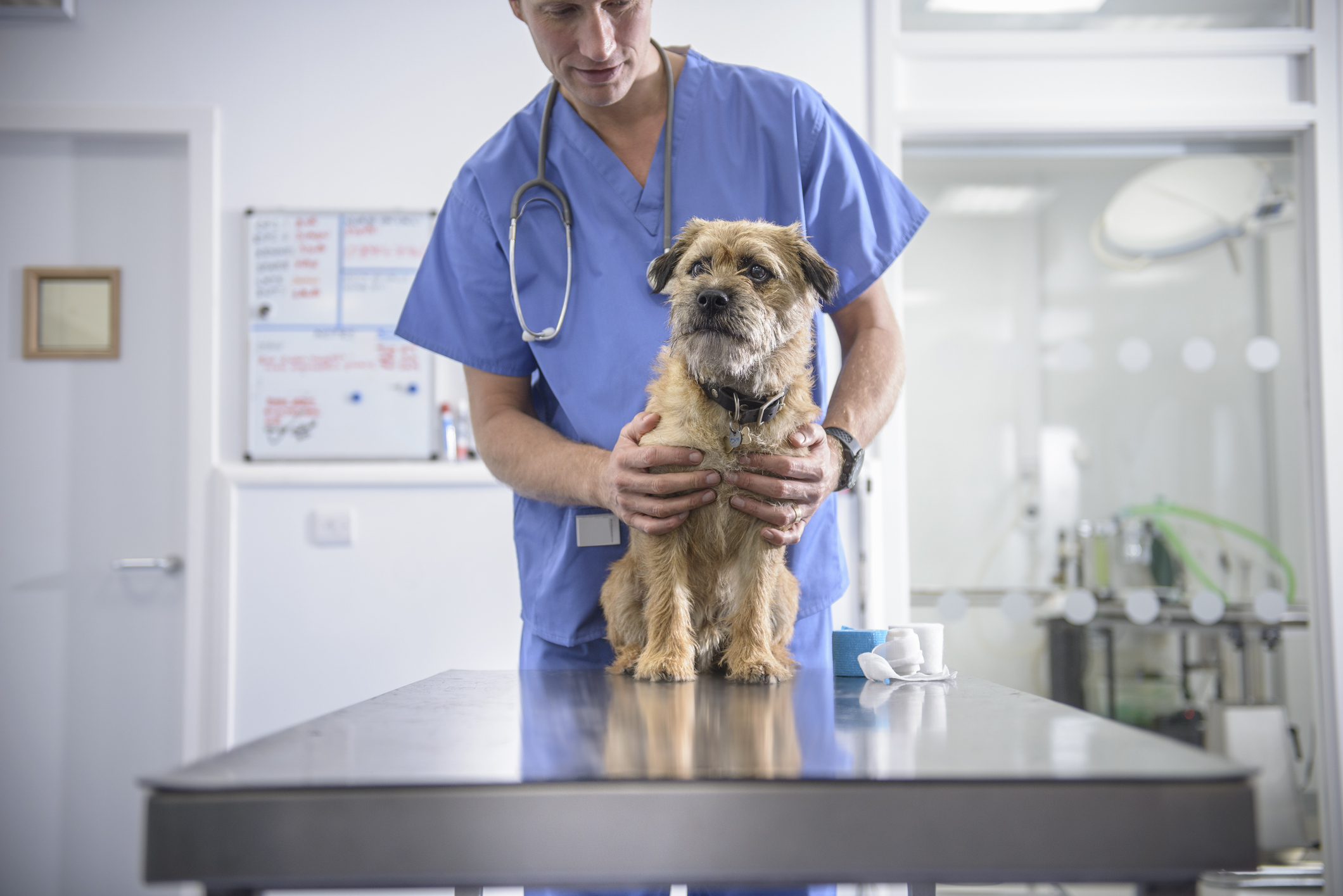 Portosystemic Shunt in Dogs: Symptoms, Causes, & Treatments