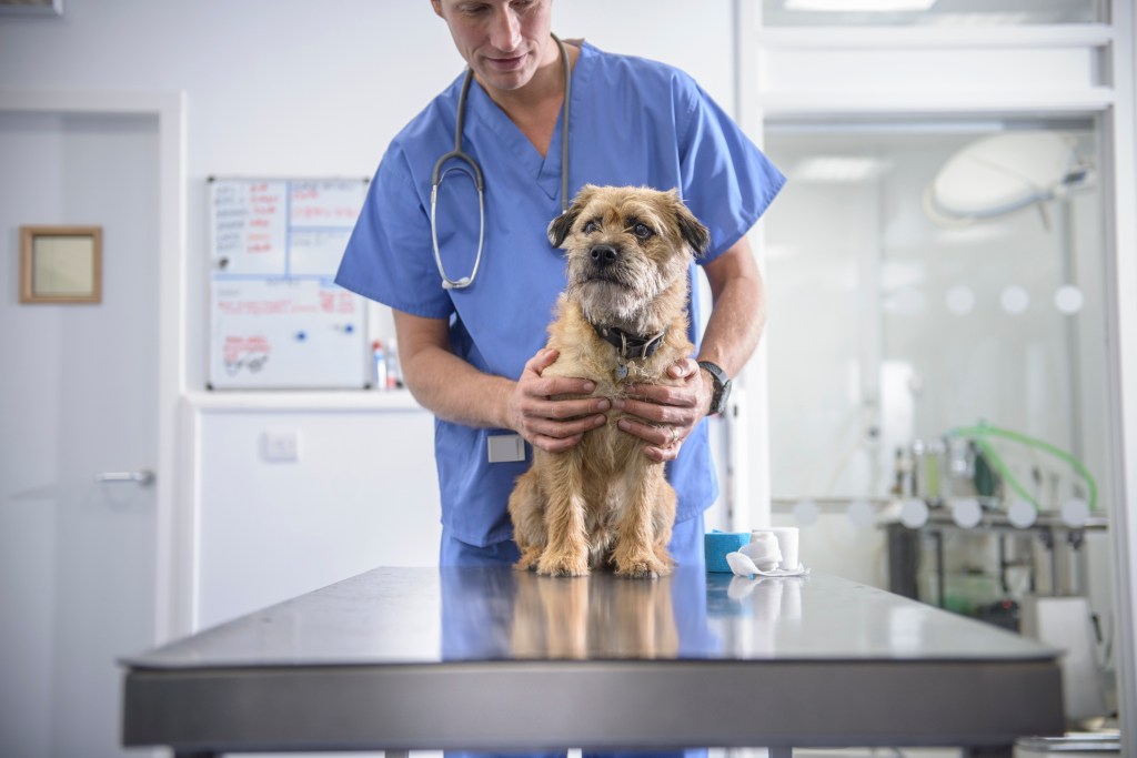 Vétérinaire examinant un chien souffrant d'un shunt portosystémique (PSS) sur une table.