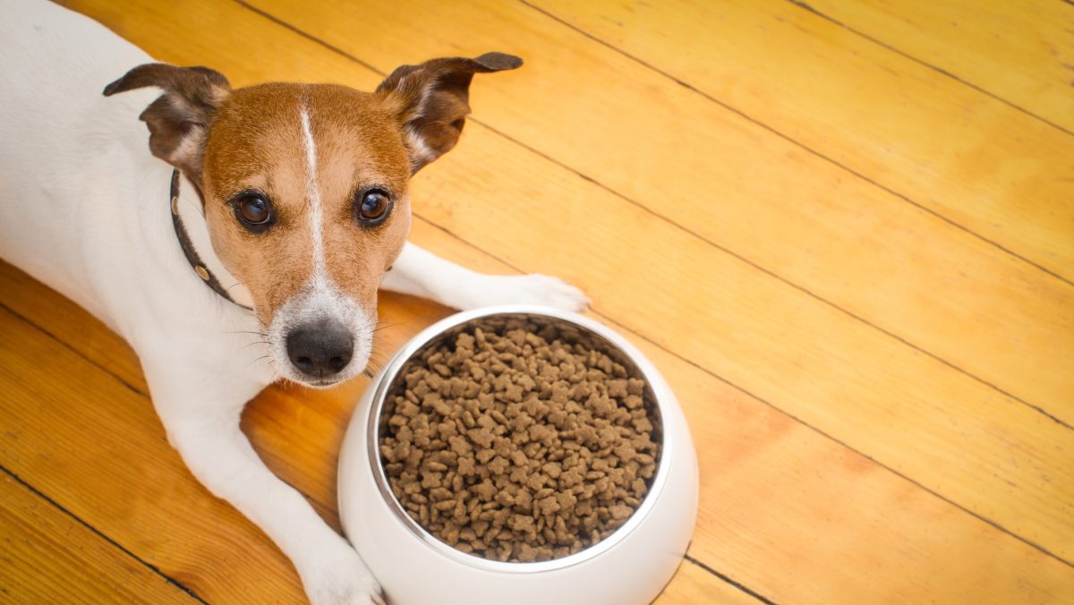 Open Farm Has the Dog Food Brand Issued a Recall in 2024