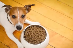Dog near a food bowl on wooden floor. Open Farm dog food recall info.