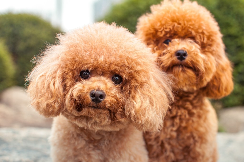 Two Poodle puppies staring at the camera.