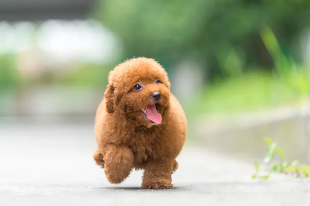 Cute brown Poodle puppy.