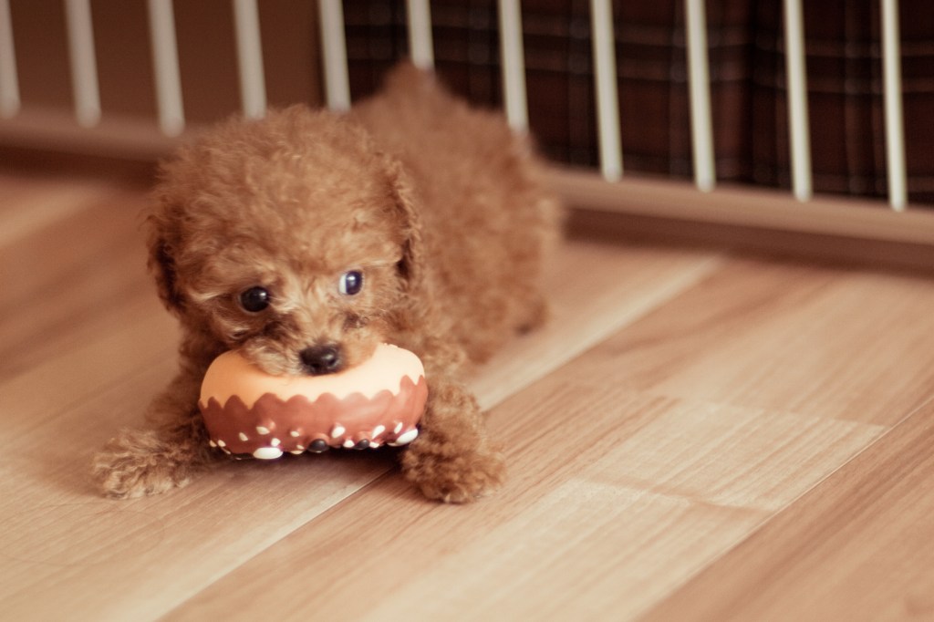 Toy Poodle puppy carrying dog toy in mouth.