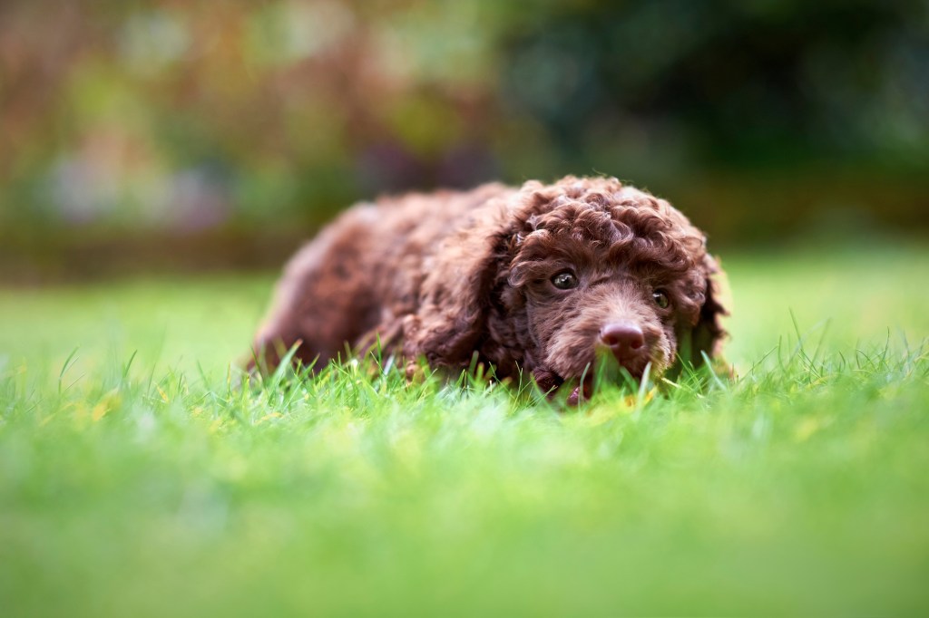 A Miniature Poodle puppy lying on the grass in the garden.