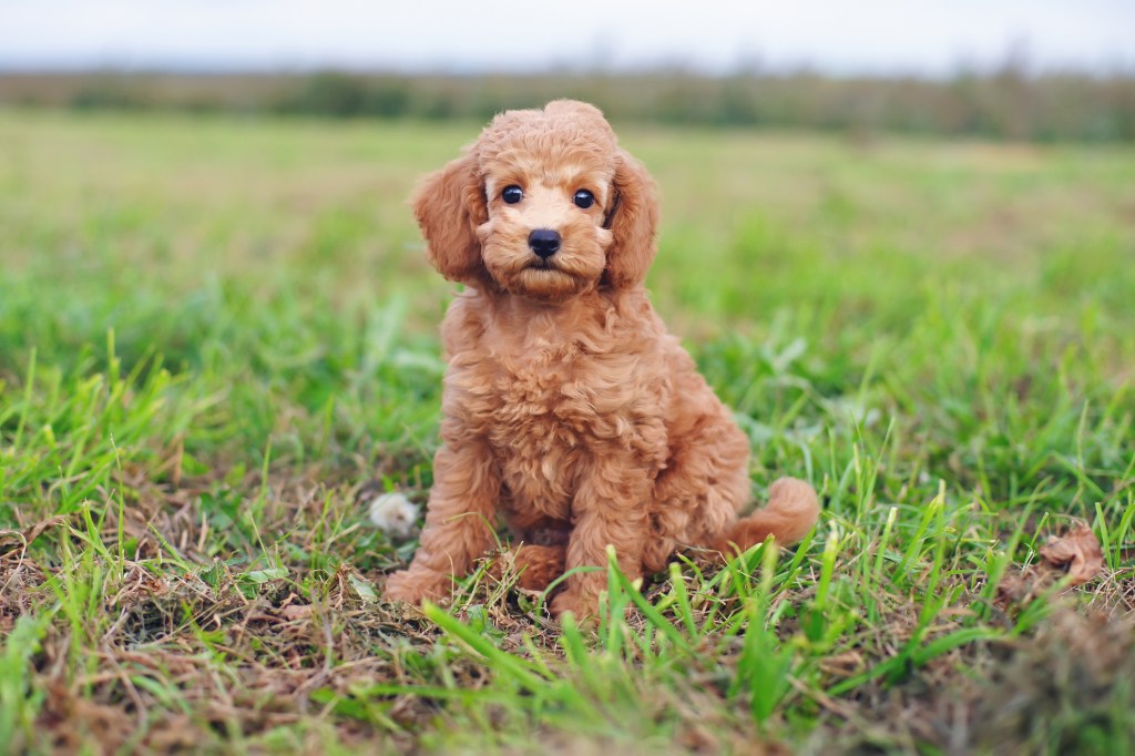 Cute red Toy Poodle puppy sitting outdoors on a green grass.
