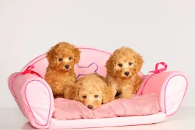 Three Poodle puppies photographed on a pink couch.