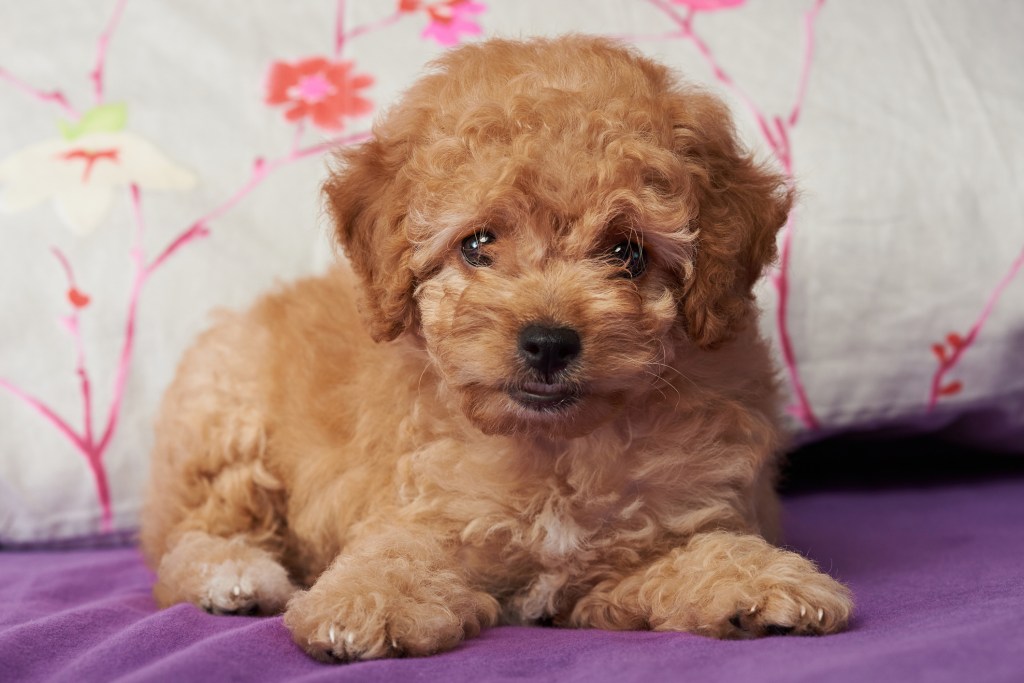 Brown cute Poodle puppy laying on house bed close up.