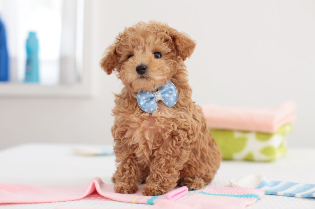 Cute Poodle puppy with a bow tie.