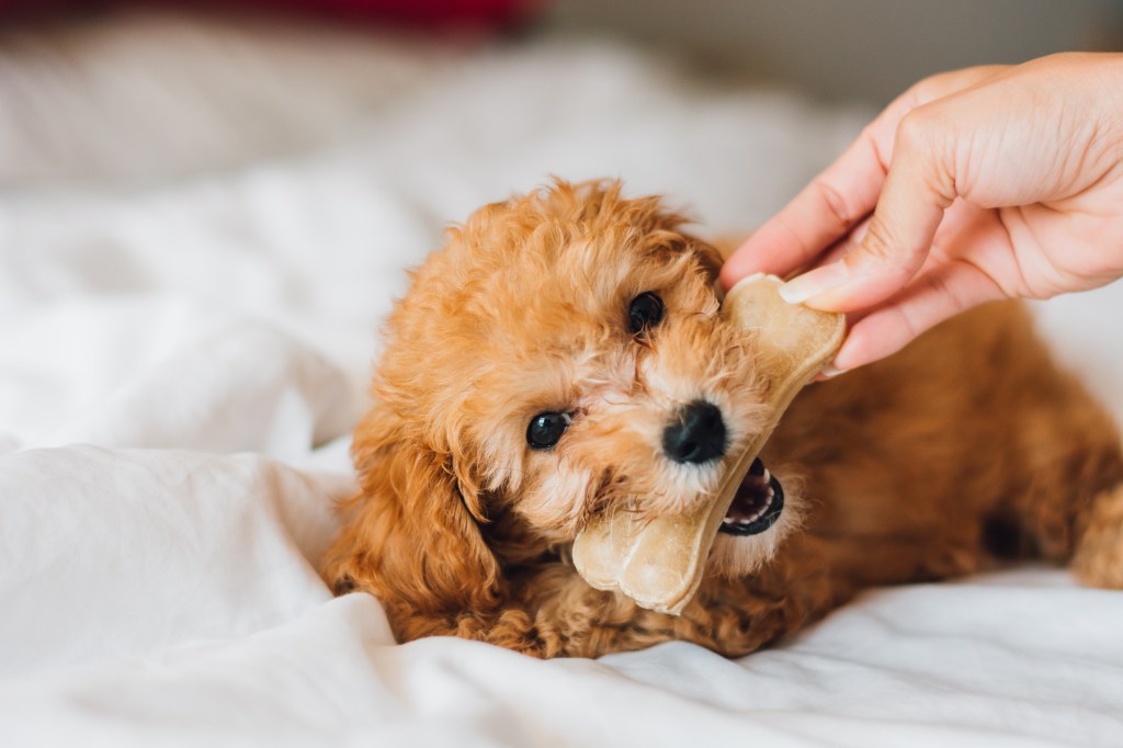 Cropped hand of woman holding Toy Poodle on bed at home.