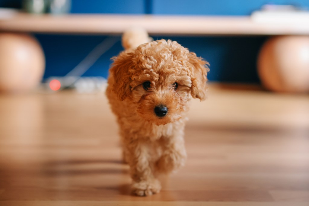 Miniature red Poodle puppy on carpet.