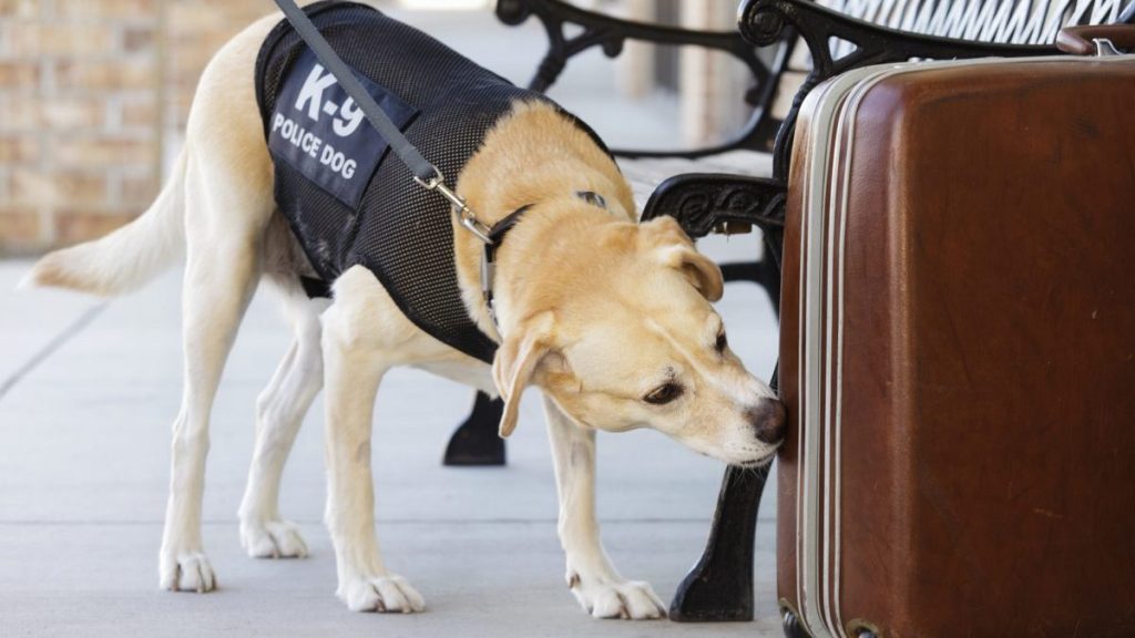 Gun sniffing police dog smelling a suitcase.