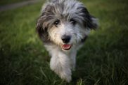 Six month old mini Aussiedoodle puppy.