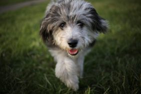 Six month old mini Aussiedoodle puppy.