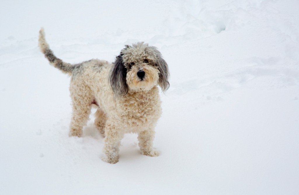 Aussiedoodle dog standing in deep snow.