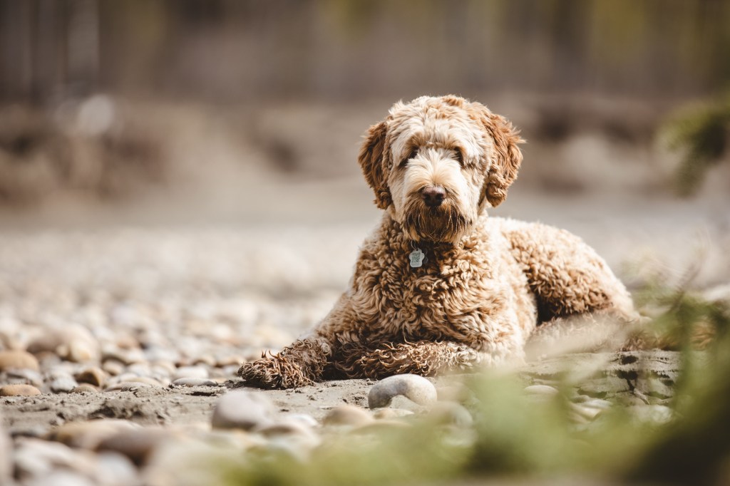 An Aussiedoodle lying on rocky ground.
