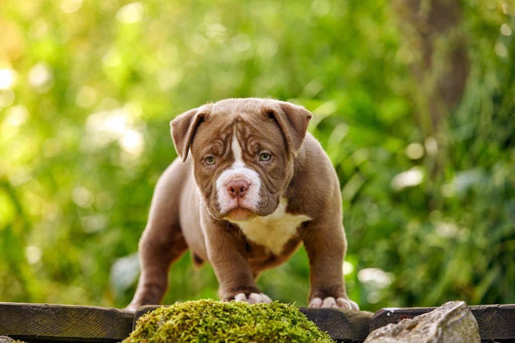 American Bully puppy on wooden walkway in the garden.