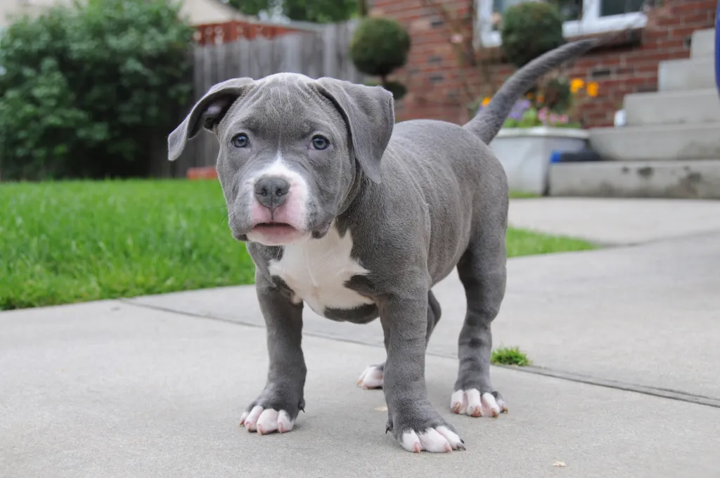 American Bully puppy standing in front yard on sidewalk.