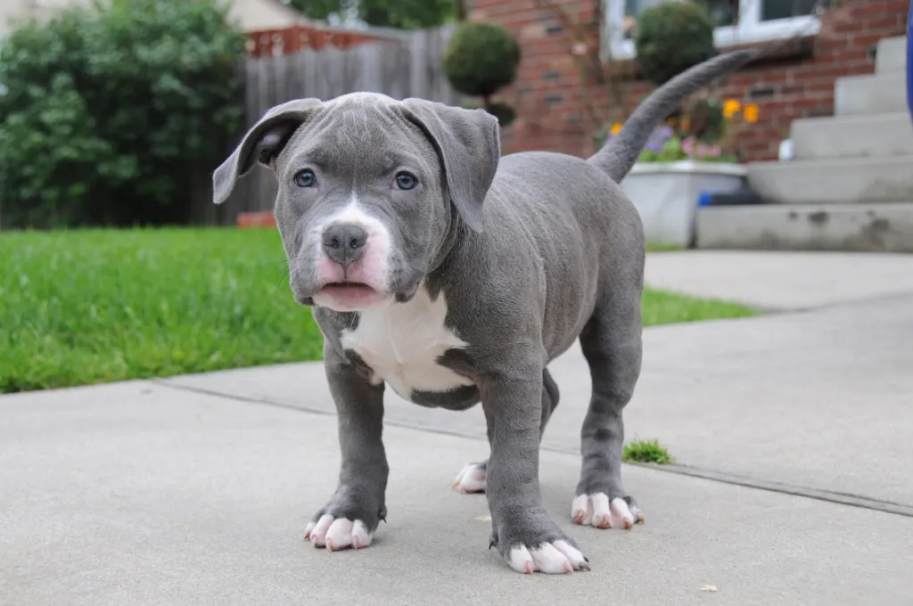 American Bully Puppy Pictures and Facts